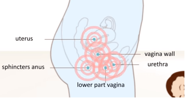 trythmic contraction, orgasm . female orgasm